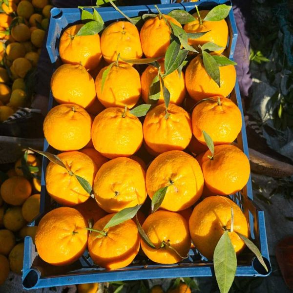 الوساطة التجارية في استيراد المنتجات الزراعية